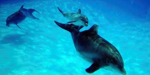 Parcs aquatiques : des assos redemandent la fin des delphinariums