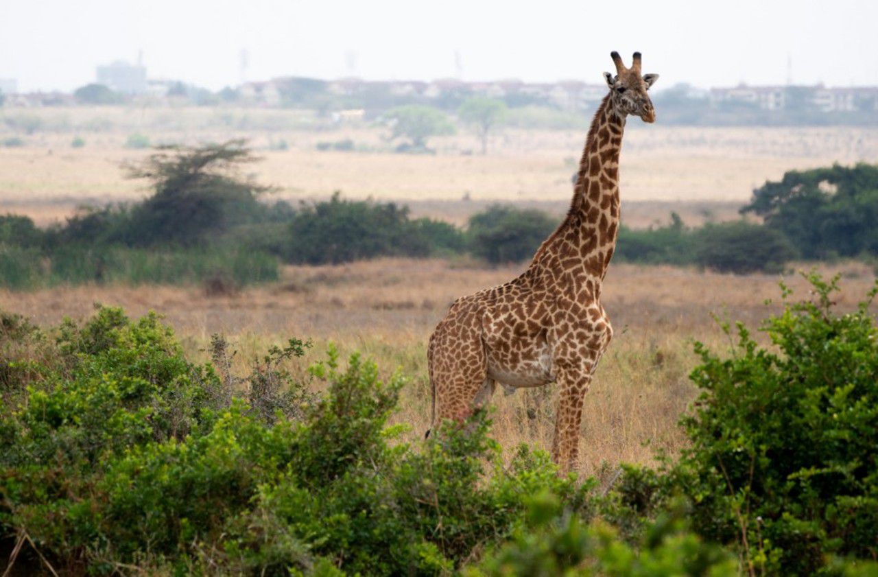 En trente ans, 40% des girafes ont disparu