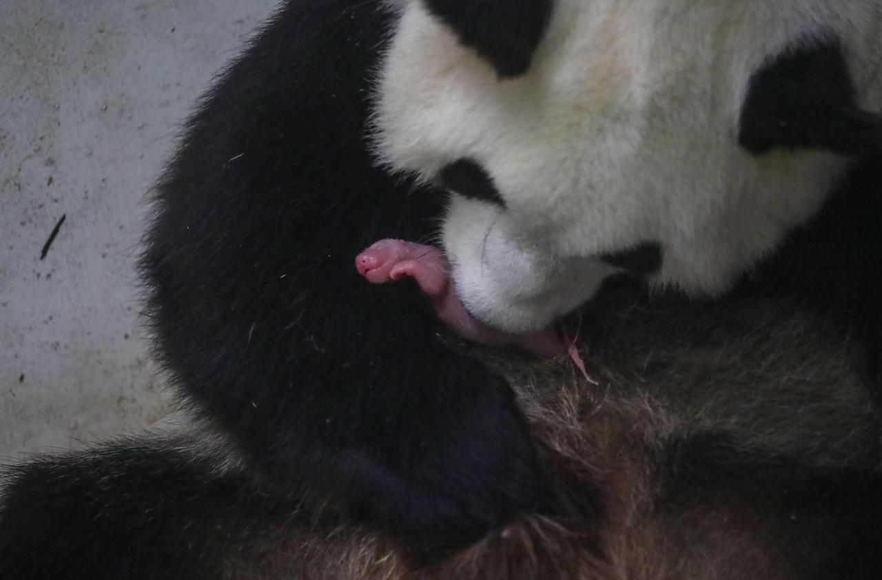 Belgique : naissance «rarissime» de jumeaux pandas géants