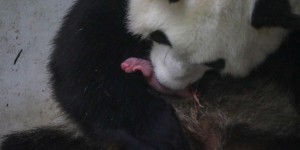 Belgique : naissance «rarissime» de jumeaux pandas géants
