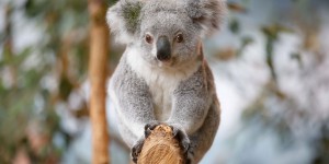 Des capsules d’excréments, la solution surprise pour sauver les koalas affamés