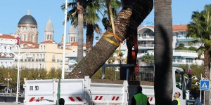 Le charançon, cette petite bête qui tue les palmiers des côtes méditerranéennes