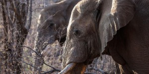 Dans les cirques ou les zoos : le calvaire des éléphanteaux capturés en Afrique