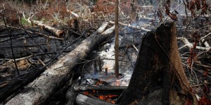 Énormes incendies en Amazonie : quelles conséquences pour la planète ?