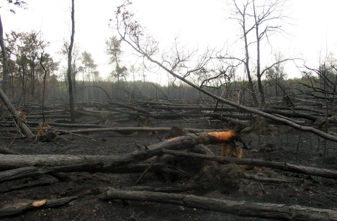 Feux de forêt  : ça brûle aussi en Afrique, et c’est pire qu’en Amazonie