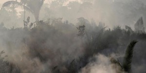 «20 % de notre oxygène» vient de l’Amazonie : pourquoi le chiffre de Macron est à nuancer