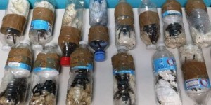 Cayenne : saisie d’une centaine de mygales dans les bagages d’un passager polonais
