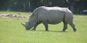 Du crottin de rhinocéros pour la bonne cause
