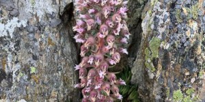 Mercantour  : un alpiniste photographie une plante qui ne fleurit qu’une fois par siècle