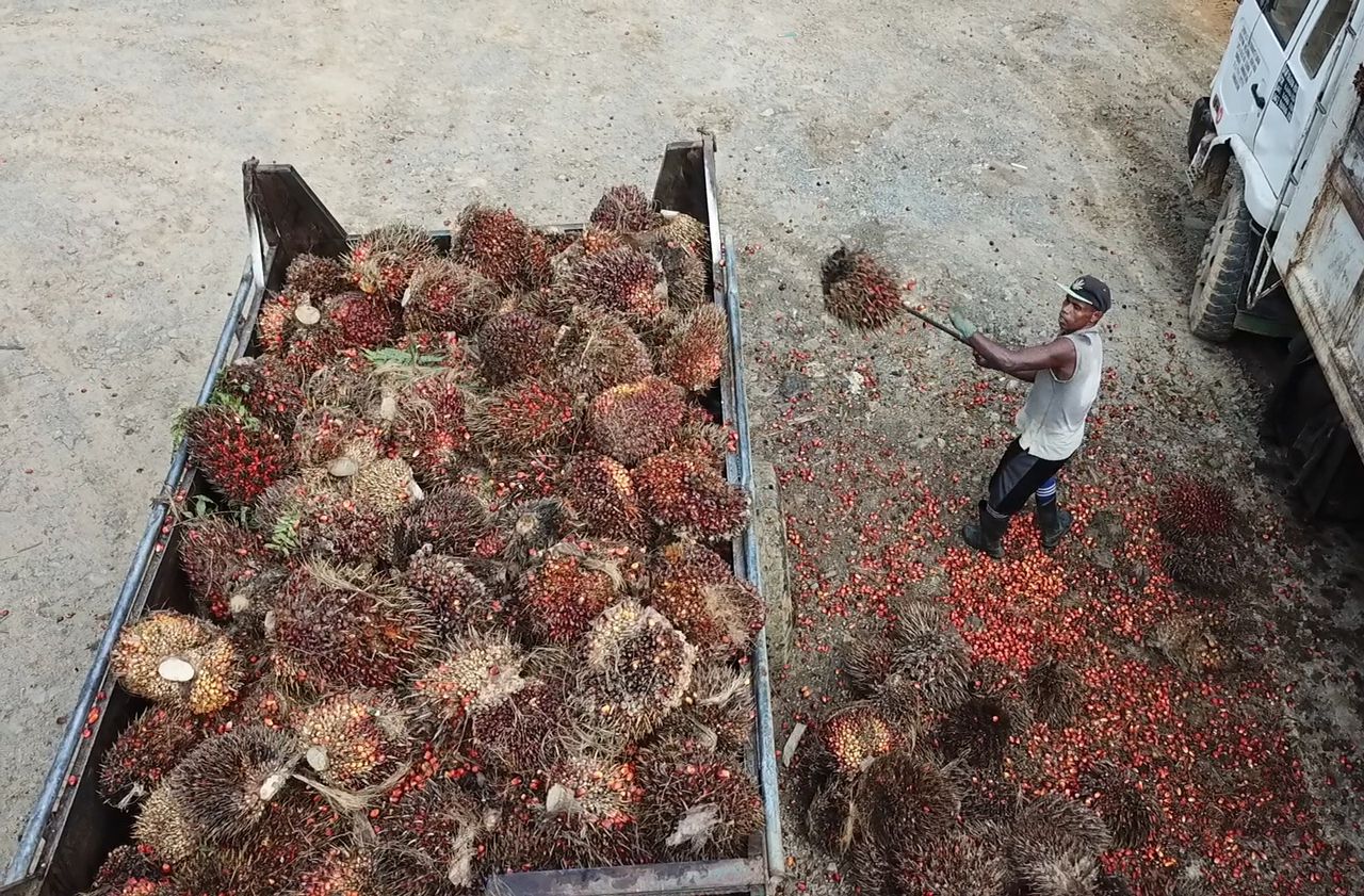 Une ONG dénonce le travail forcé dans des plantations d’huile de palme fournissant Nestlé
