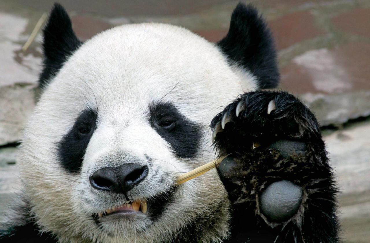 Le panda Chuang Chuang, cher aux Thaïlandais, est mort