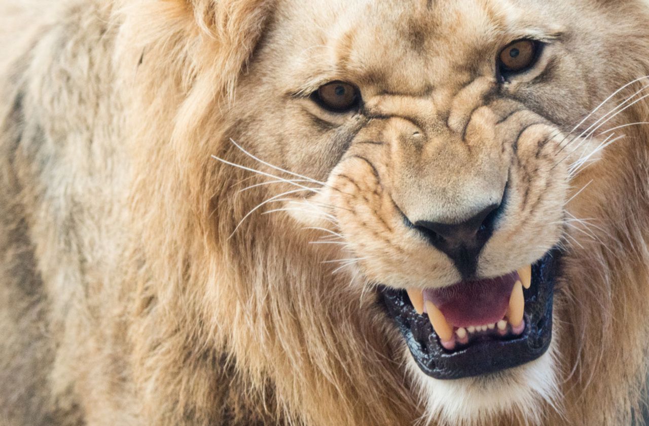 Afrique du Sud : saisie de 340 kg d’os de lion, trois arrestations