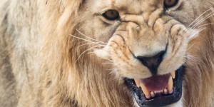 Afrique du Sud : saisie de 340 kg d’os de lion, trois arrestations