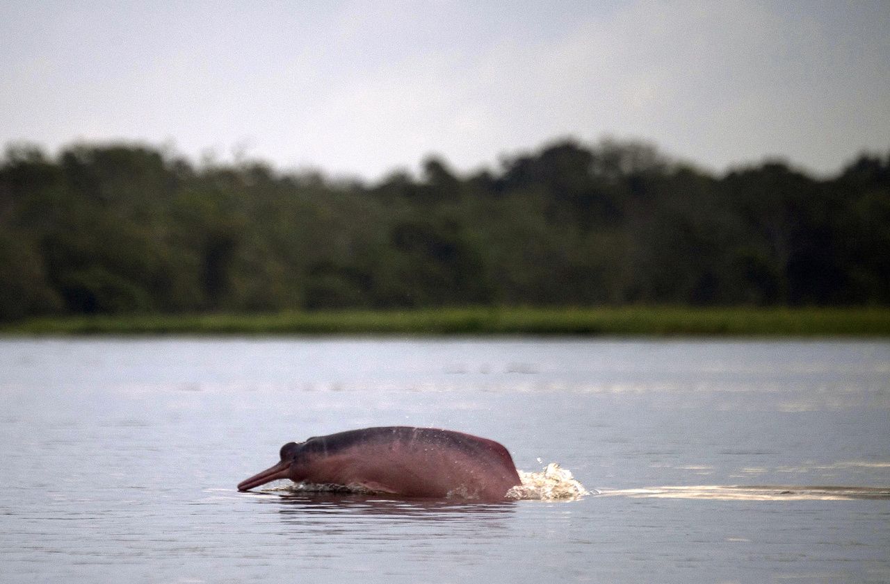 Amazonie : les dauphins roses contaminés au mercure, des risques pour 20 millions d’habitants
