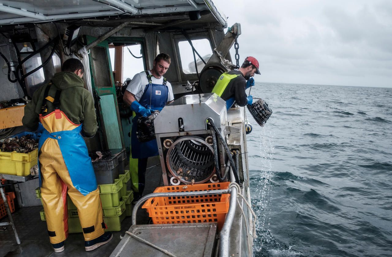 A bord du «Gerléan», un bulotier qui préserve l’écosystème marin