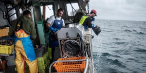 A bord du «Gerléan», un bulotier qui préserve l’écosystème marin