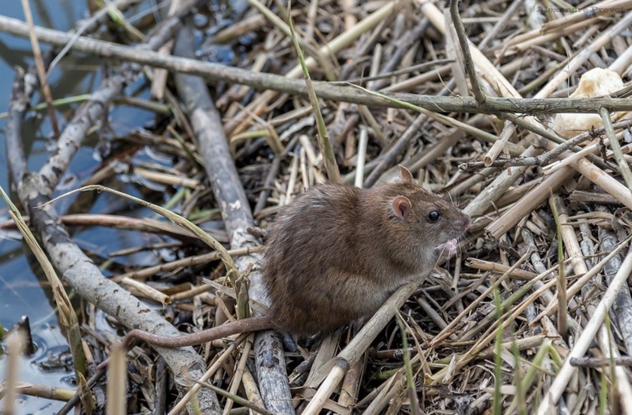 En Bretagne, l’île de Hoëdic part en guerre contre les rats