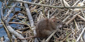En Bretagne, l’île de Hoëdic part en guerre contre les rats