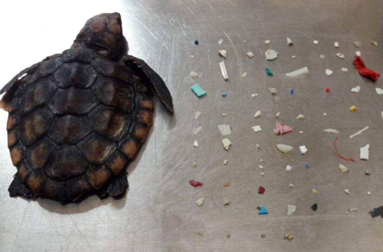 Floride  : une tortue retrouvée morte avait ingéré 104 morceaux de plastique