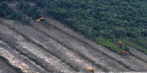 Les objectifs climatiques de l’aviation menacent… trois millions d’hectares de forêts tropicales