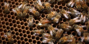 Deux-Sèvres : les abeilles plus rentables que les pesticides