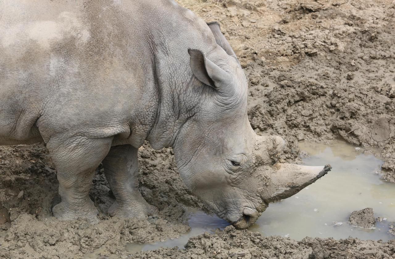 De fausses cornes de rhinocéros en crin de cheval pour lutter contre le braconnage