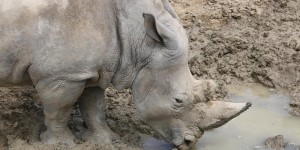 De fausses cornes de rhinocéros en crin de cheval pour lutter contre le braconnage