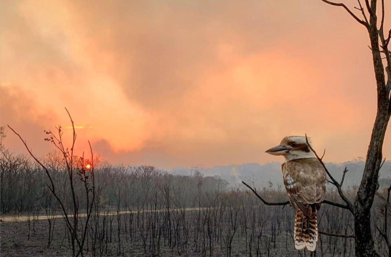 Incendies en Australie : le bilan monte à quatre morts