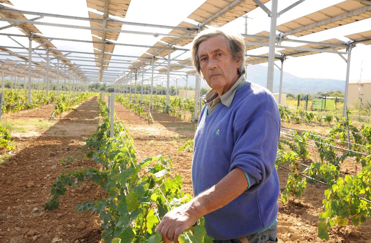 Dans les Pyrénées-Orientales, des vignes sous un parasol photovoltaïque