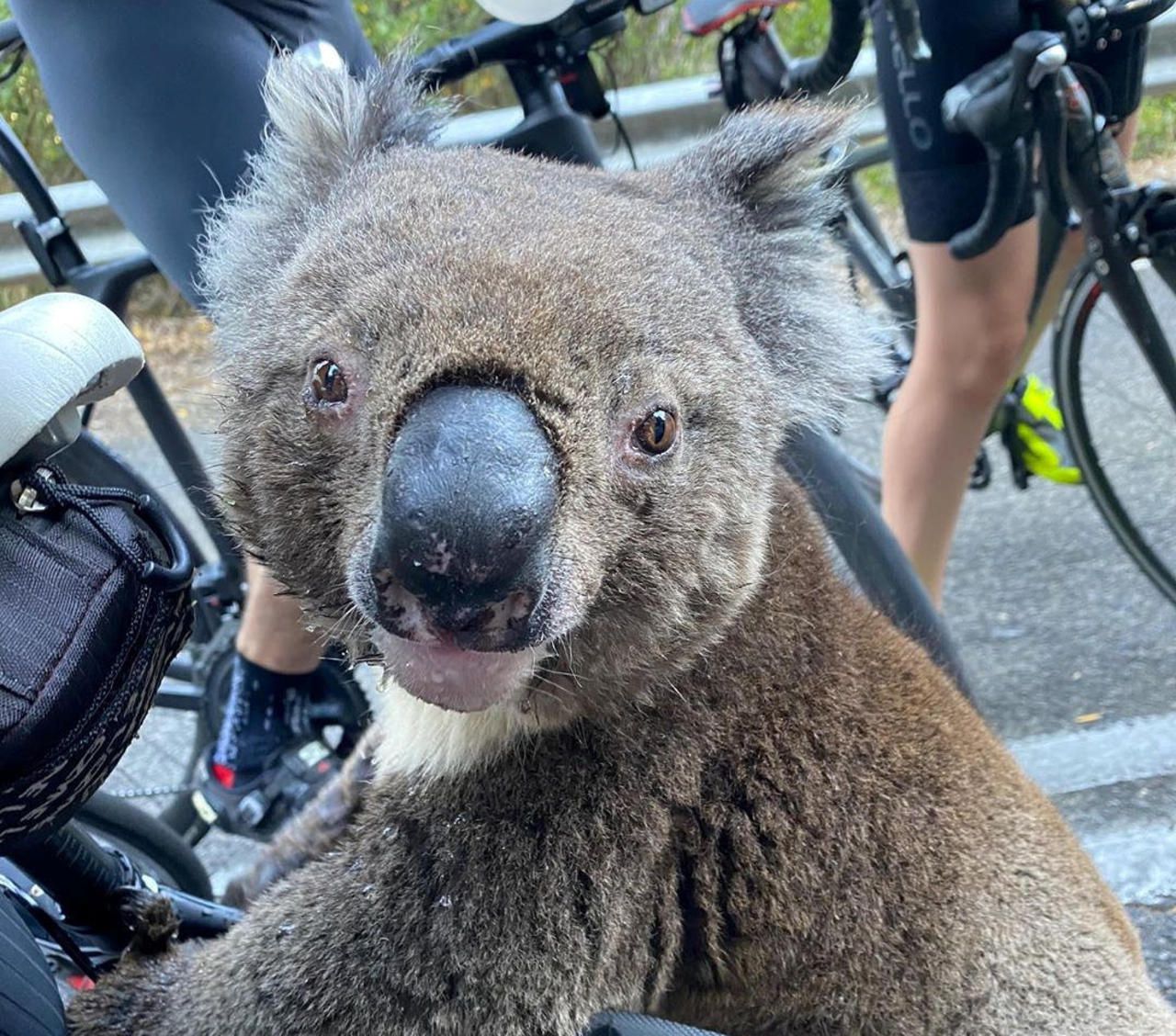 Australie : un tiers des koalas auraient péri dans les incendies