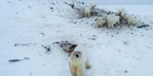 Réchauffement climatique : un village russe cerné par les ours polaires