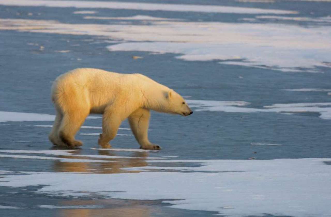 Russie : un ours blanc recouvert de graffitis alarme les scientifiques