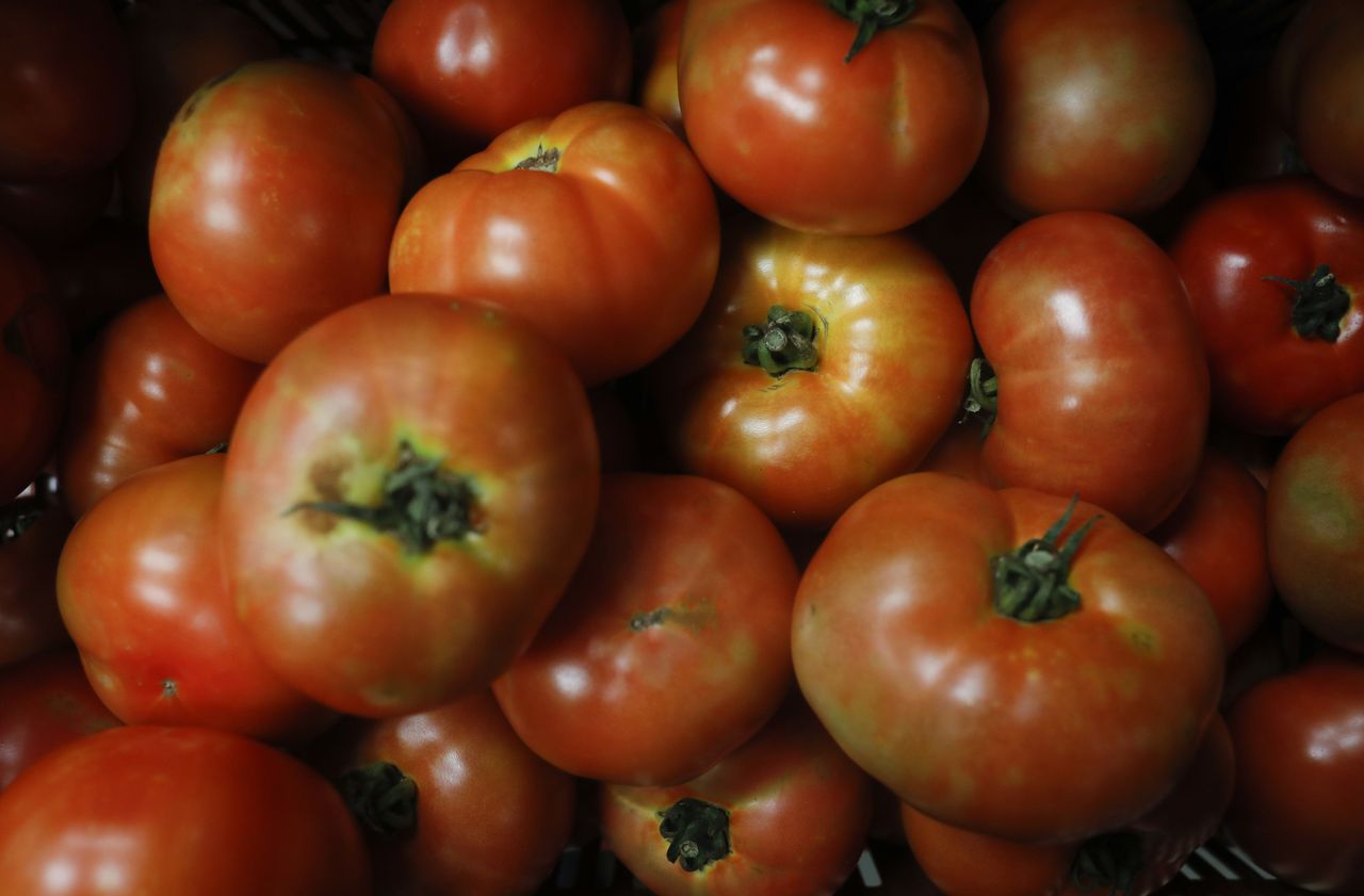 Les tomates bio en hiver, c’est fini