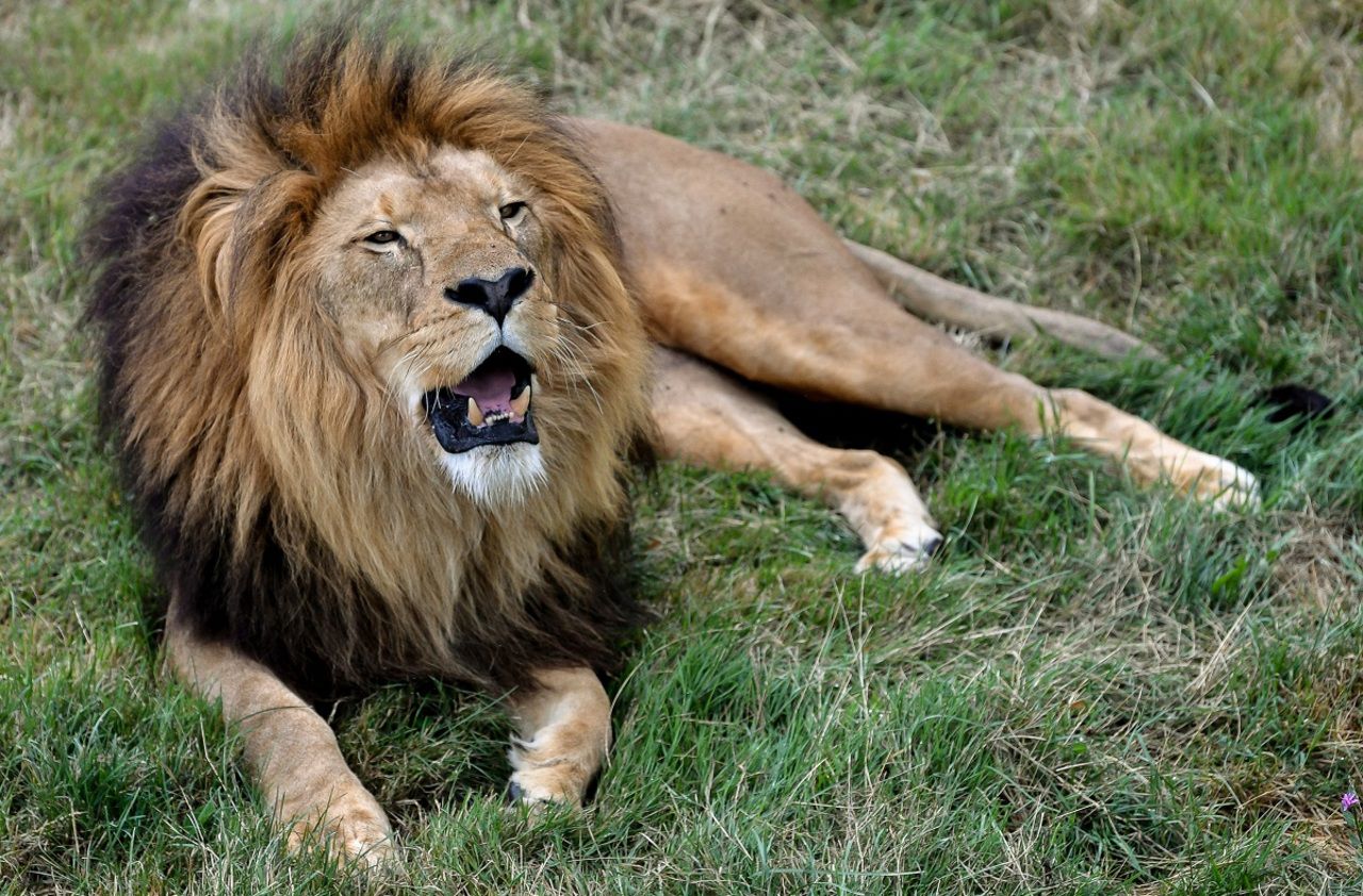 Au zoo de Doué-la-Fontaine, un lion a tué deux lionnes