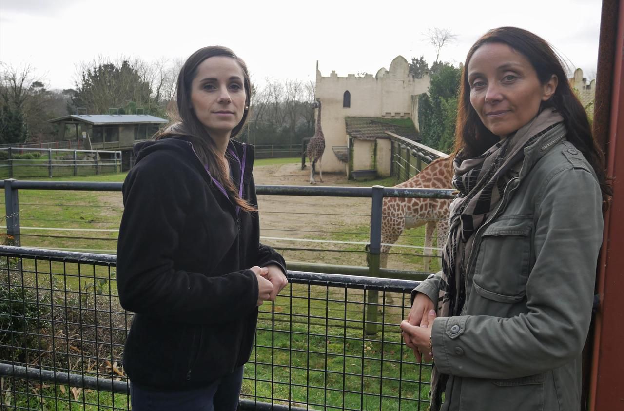 Le zoo de Pont-Scorff, bientôt un sanctuaire pour animaux sauvages