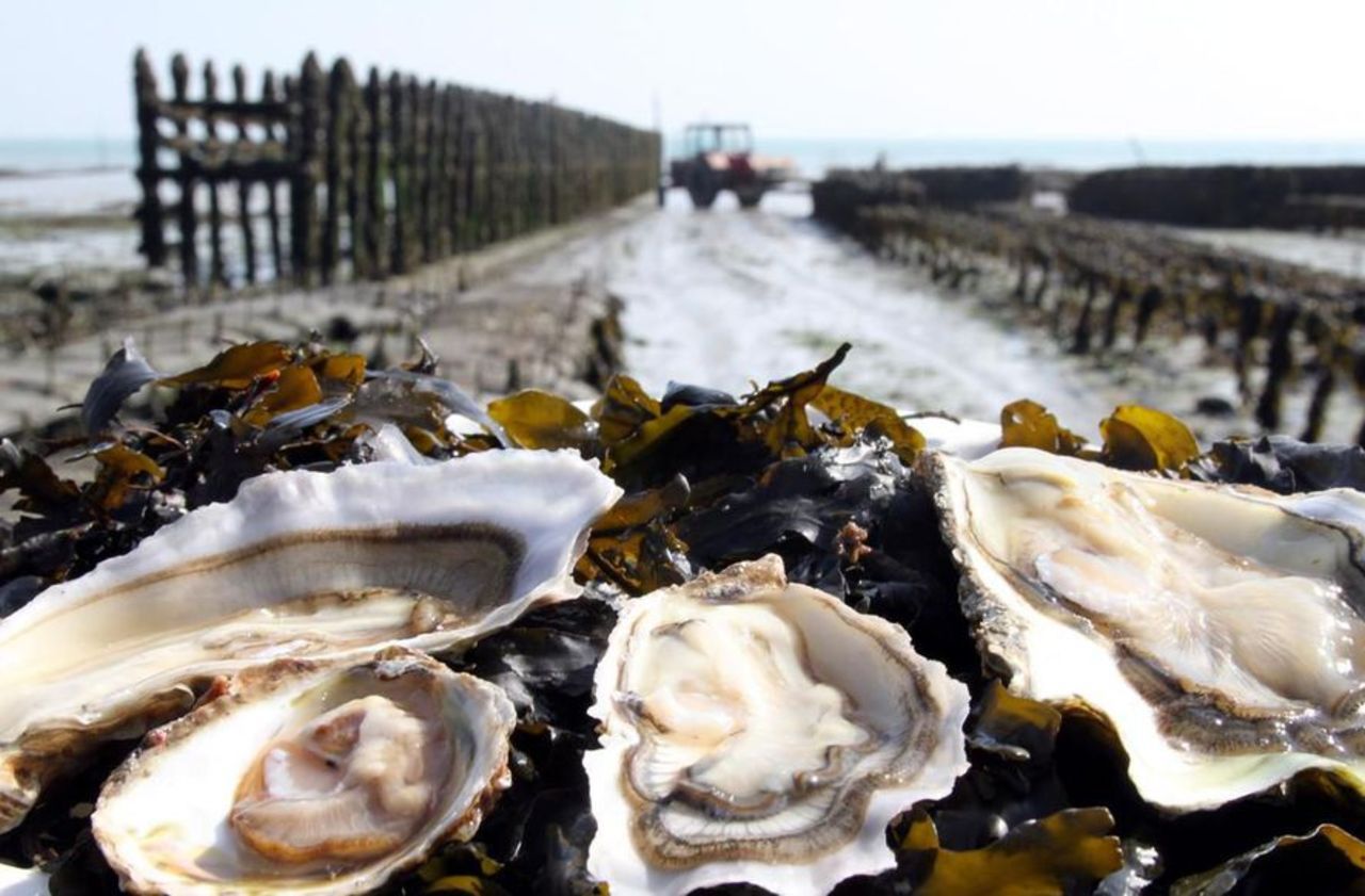 Bretagne : les huîtres contaminées par l’épidémie de gastro, plusieurs bassins à l’arrêt