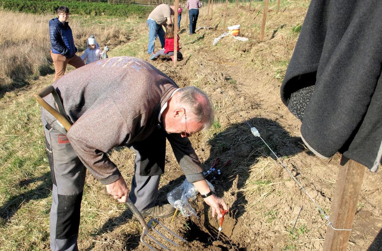 Ils font pousser de la vigne dans le Calvados