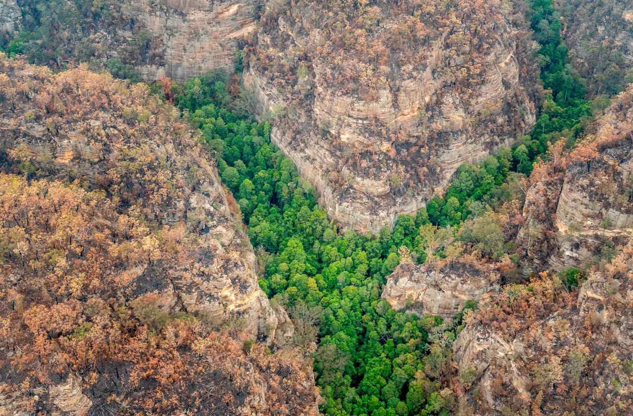 Incendies en Australie : une mission secrète pour sauver des arbres préhistoriques