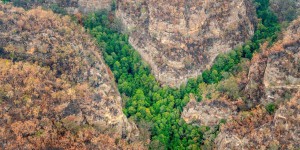 Incendies en Australie : une mission secrète pour sauver des arbres préhistoriques