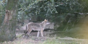 Le loup trouve de nouvelles zones d’habitat en France
