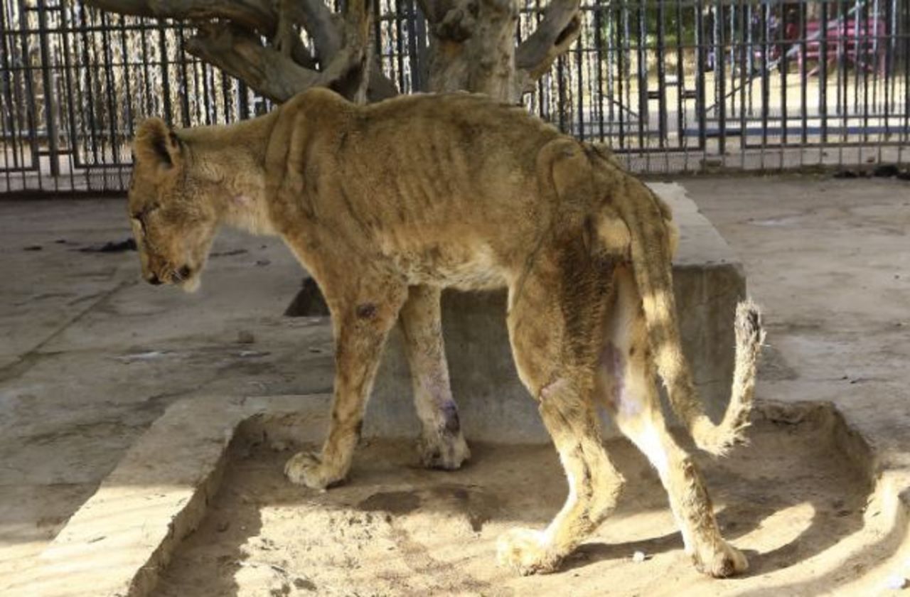 Soudan : un des cinq lions mal-nourris meurt au zoo de Khartoum