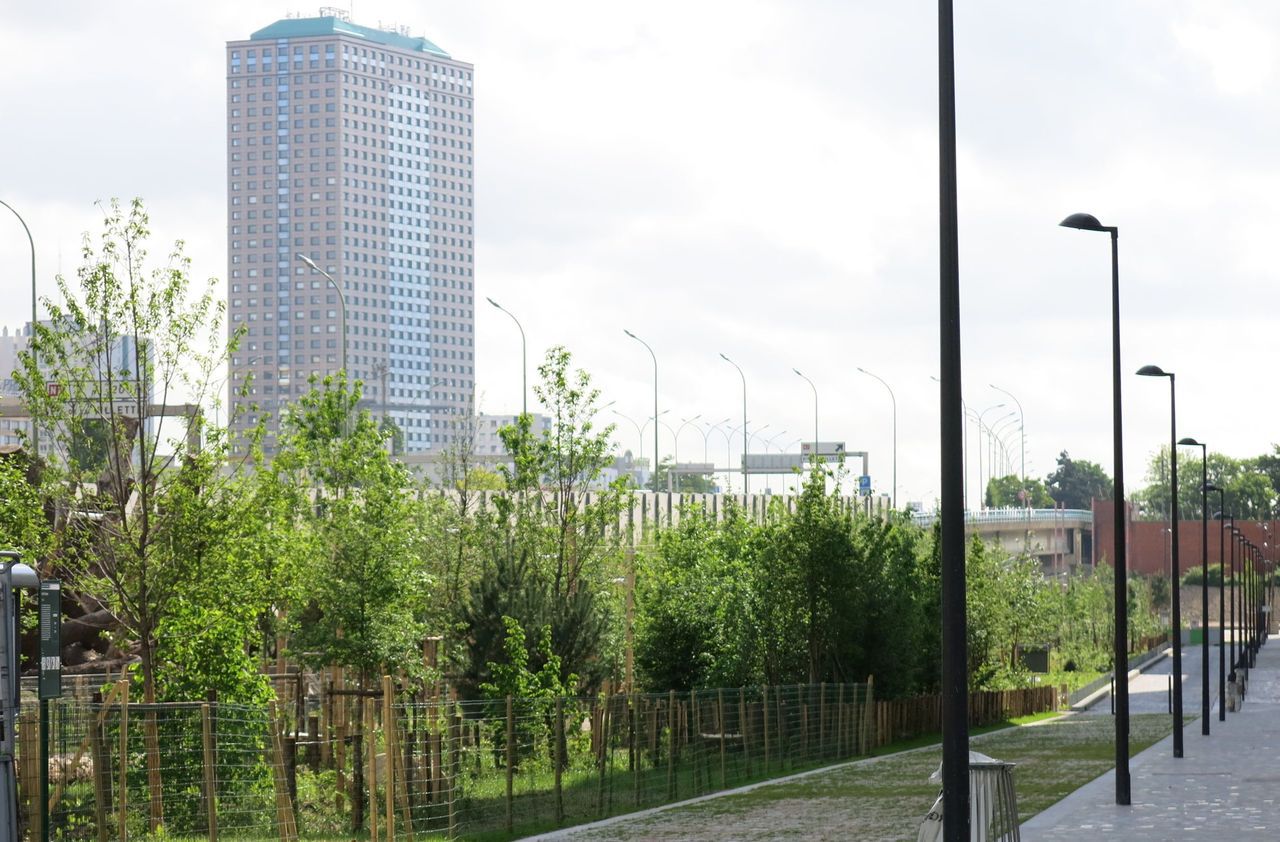 20 000 arbres de plus à Paris : le bilan de la Ville ne convainc pas les défenseurs de l’environnement