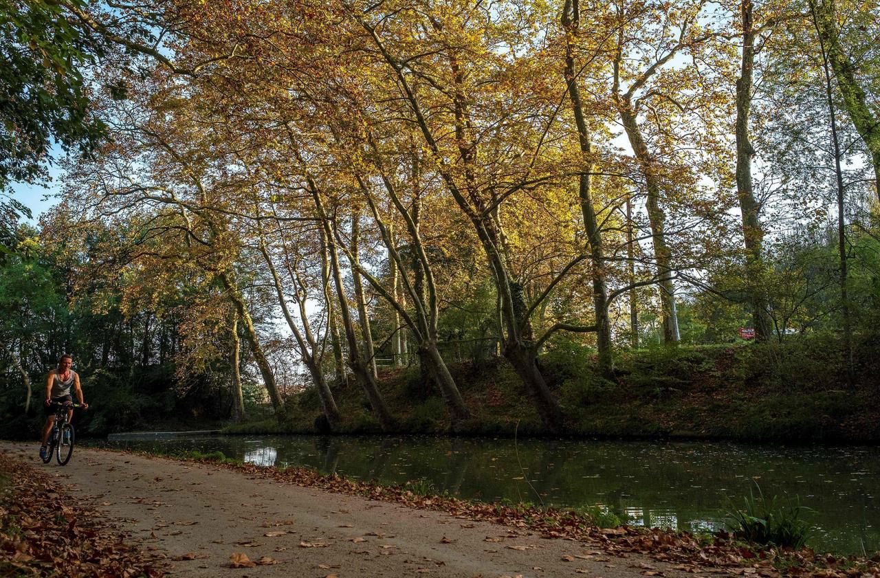 Les arbres du canal du Midi, décimés par une maladie incurable, renaissent
