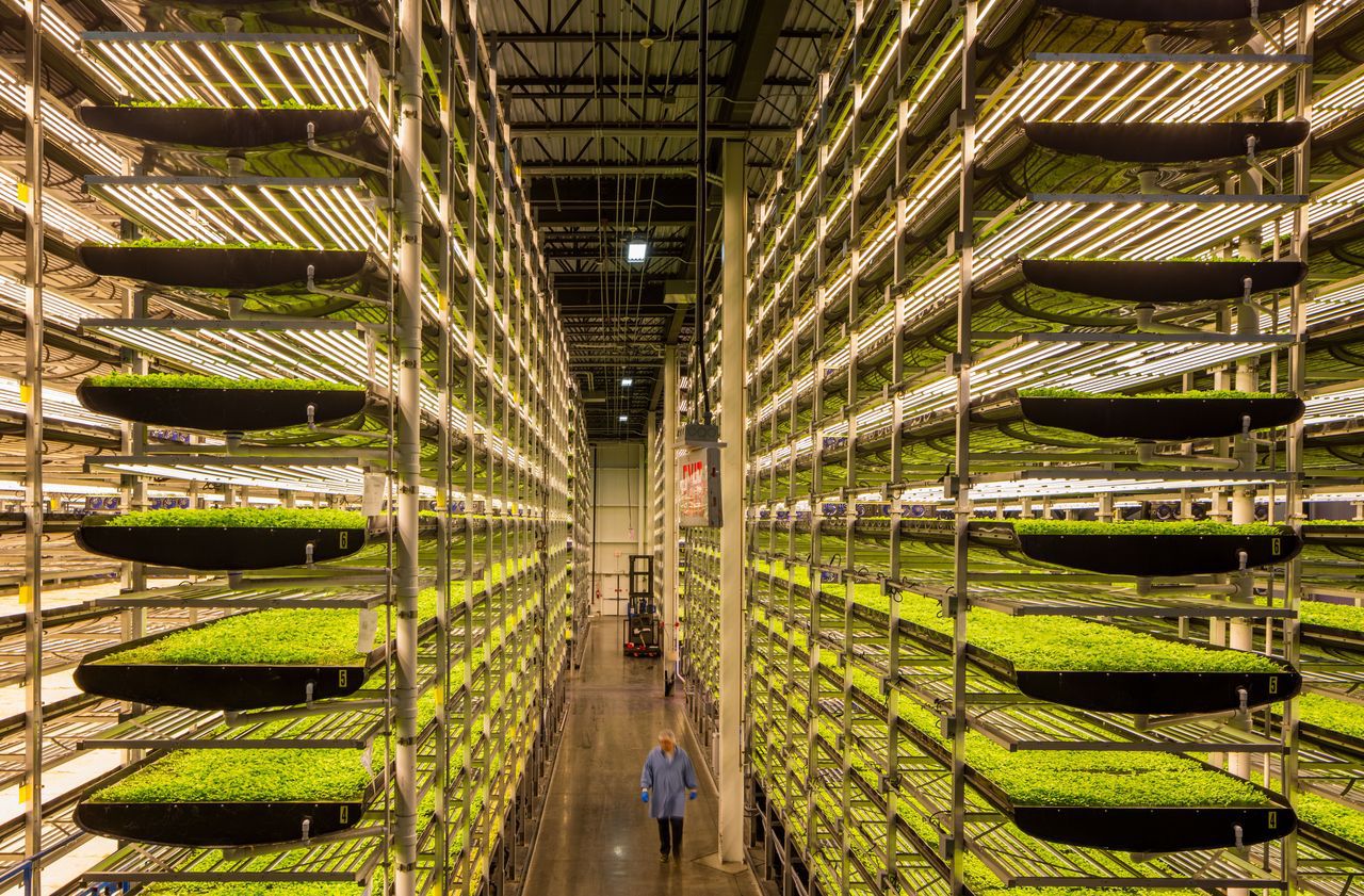 Dans la plus grande ferme urbaine «indoor» du monde à New York