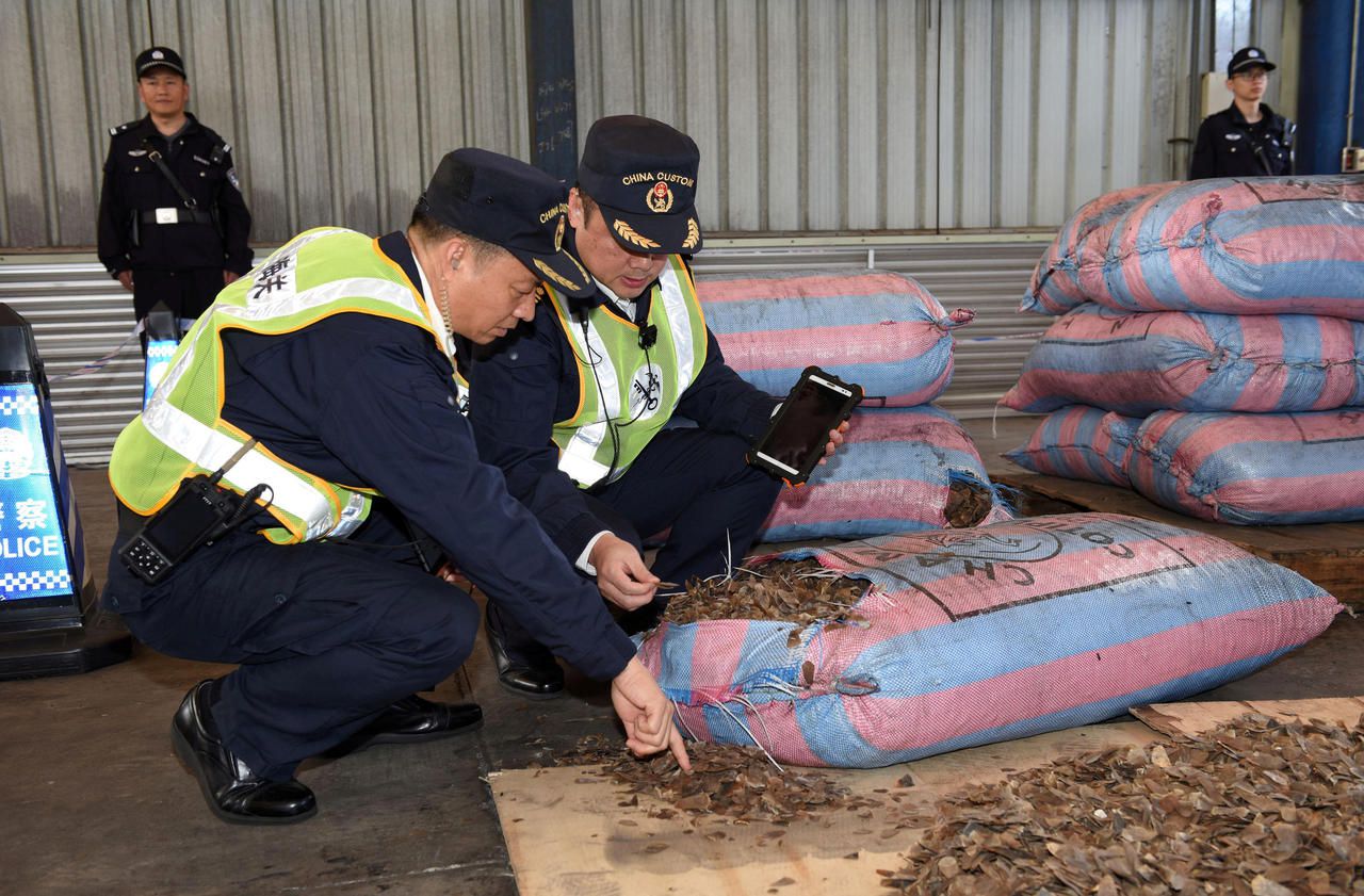 Le trafic de pangolins explose en Asie du Sud-Est