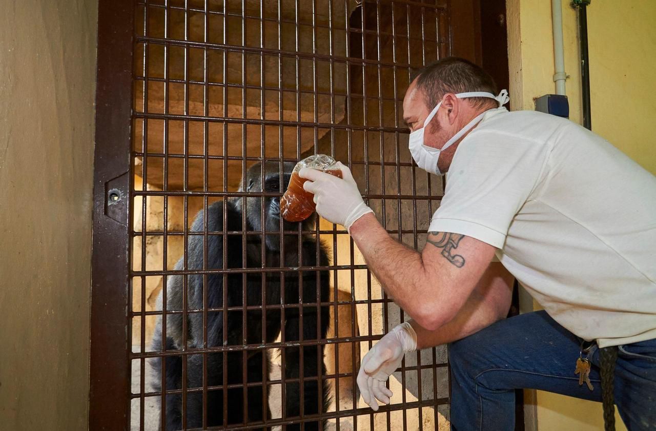 Coronavirus : précautions extrêmes au zoo de La Palmyre