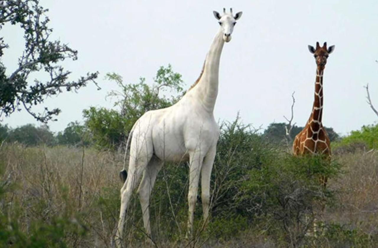 Kenya : l’unique girafe blanche femelle au monde tuée par des braconniers