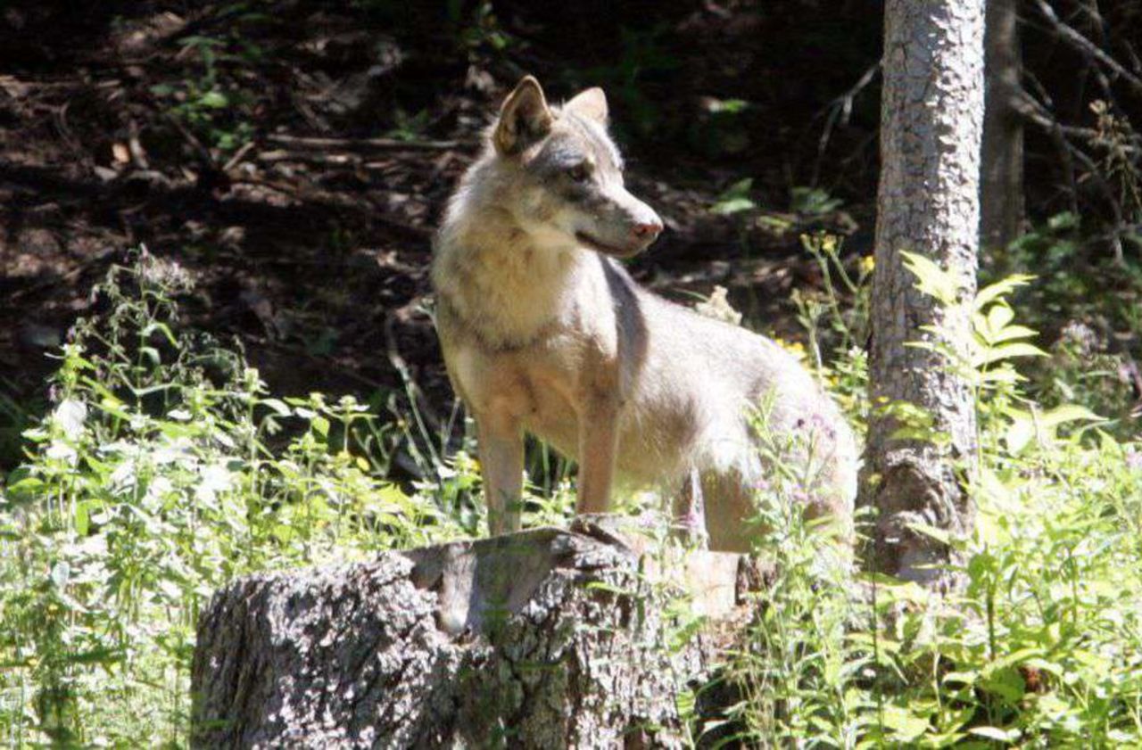 Un loup aurait été photographié en Seine-Maritime, une première depuis un siècle