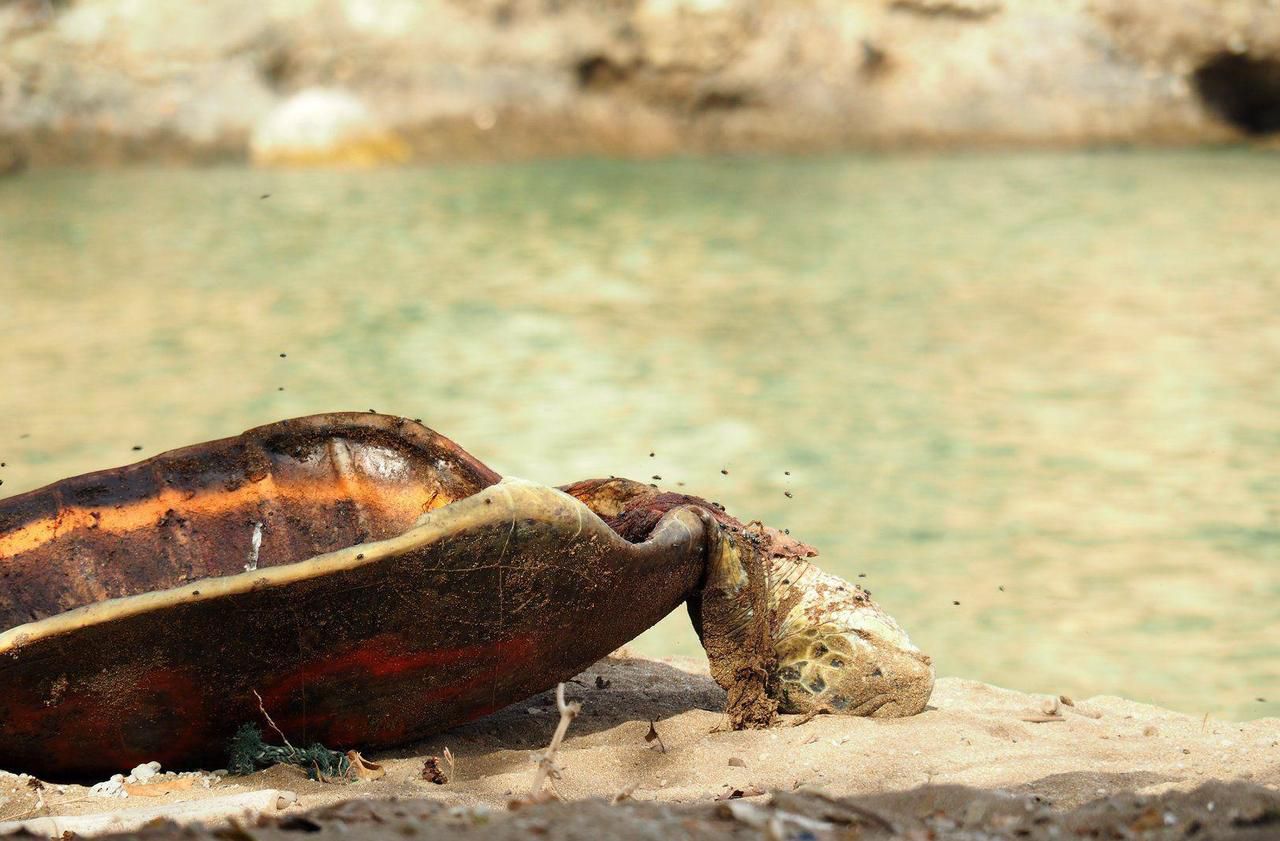 A Mayotte, le braconnage des tortues vertes explose pendant le confinement