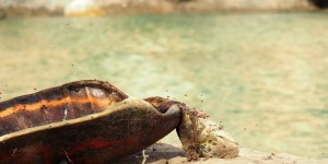 A Mayotte, le braconnage des tortues vertes explose pendant le confinement